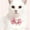 Pink Size M Z3, variant on Pet Collar, Gaqring Princess Pearl Bow Choker Necklace, Adjustable Plastic Pet Accessory for Small Medium Dogs Cats Photo Shoots Parties, Pink