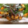 thumbnail image 4 of Aquatic Foods Wafers of Spirulina Algae, Algae Vegies, The Premium Pleco, Catfish, Bottom Fish Food - 5-lbs…Zeigler, 4 of 8