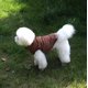 thumbnail image 2 of Ropa para perros ropa para perros ropa para perros ropa para mascotas ropa engrosada ropa de algodón ropa para mascotas tamaño m Shuxiu Wang  9024719180243, 2 of 5