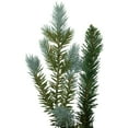 thumbnail image 5 of Northlight Real Touch™ Blue Spruce Artificial Christmas Wreath - 48" - Unlit, 5 of 8