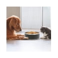 thumbnail image 3 of Plato para mascota Storyland 1.2 L, 3 of 3