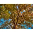 thumbnail image 2 of Fitzharris, Tim 18x15 White Modern Wood Framed Museum Art Print Titled - White Oak Tree Crown-Texas, 2 of 4