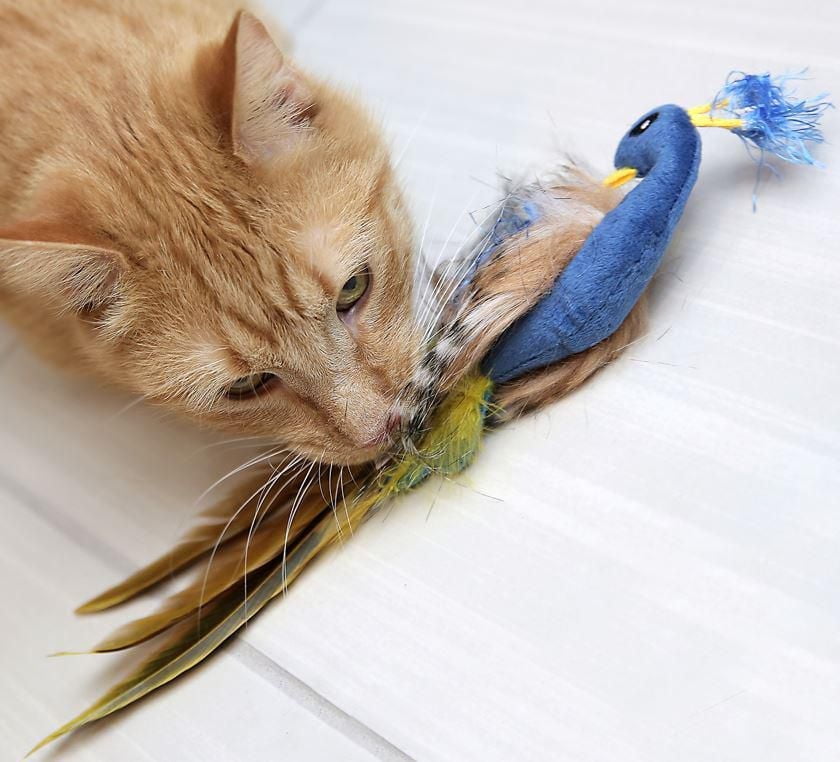 Pet Zone Jouet pour chat Pretty Peacock Jouet pour Chat
