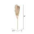 thumbnail image 5 of Vickerman 46" Dried Natural Pampas Grass, 6 pieces per Pack, 5 of 7