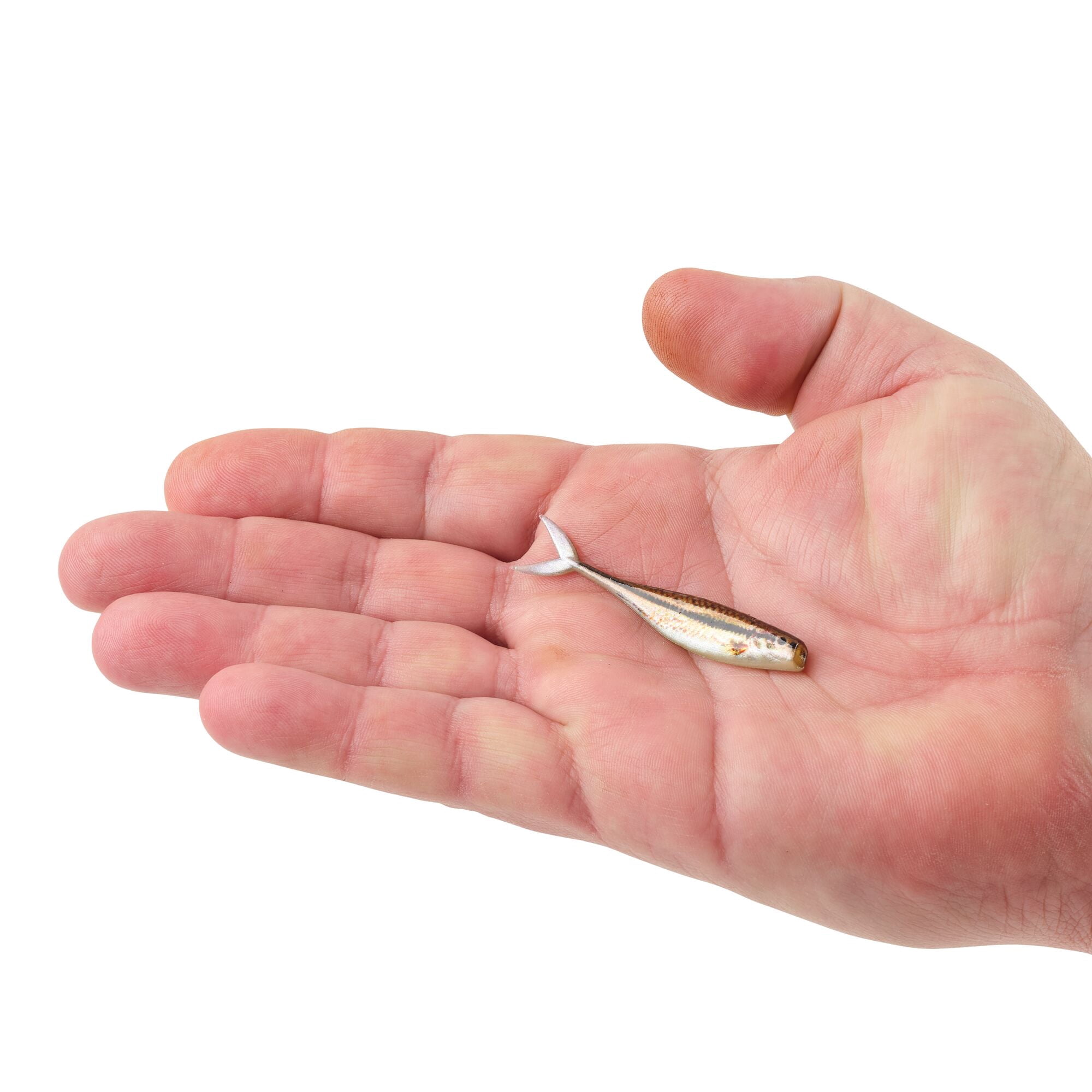 Berkley PowerBait® The Champ Minnow, 2.5 in, Minnows, HD Blacknose Shiner (10 Count)