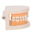 thumbnail image 4 of Modelo de dientes, modelo de dientes de enseñanza dental, modelo de dientes de estudio dental, modelo de dientes de demostración, apariencia llamativa, 4 of 12