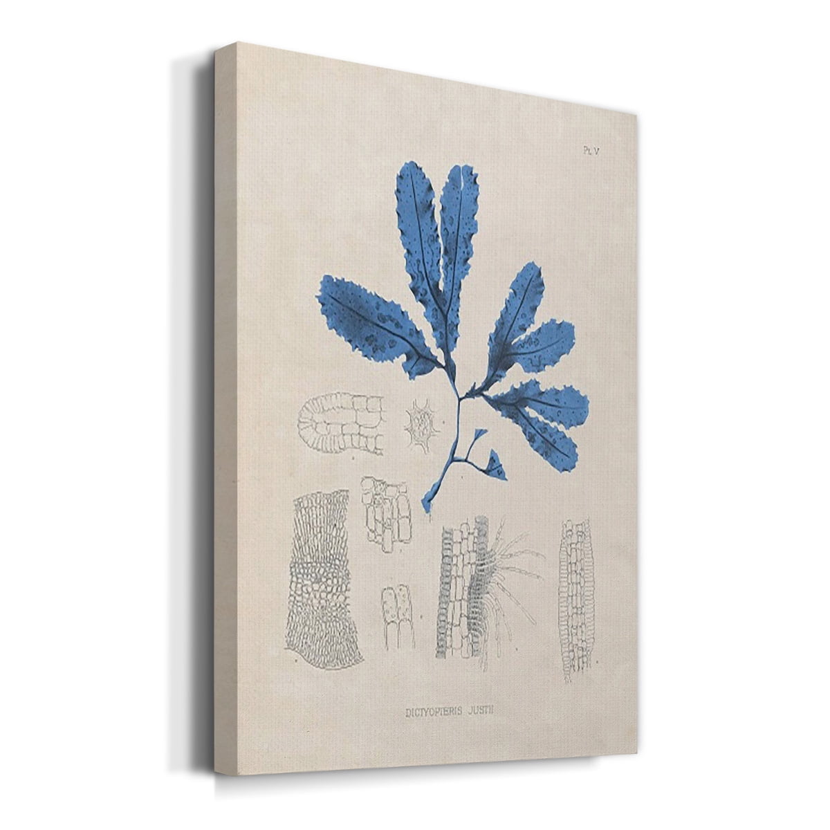 Blue Marine Algae VII Premium Gallery Wrapped Canvas - Ready to Hang