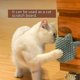 thumbnail image 2 of Kunmingshisd Cepillo de Peine de Aseo Automático para Gatos Mascotas - Herramienta Multifuncional Guantes de Masaje de Esquina con Hierba Gatera para Gatitos Cachorros, Pasadores de Silicona Extra Sua, 2 of 4