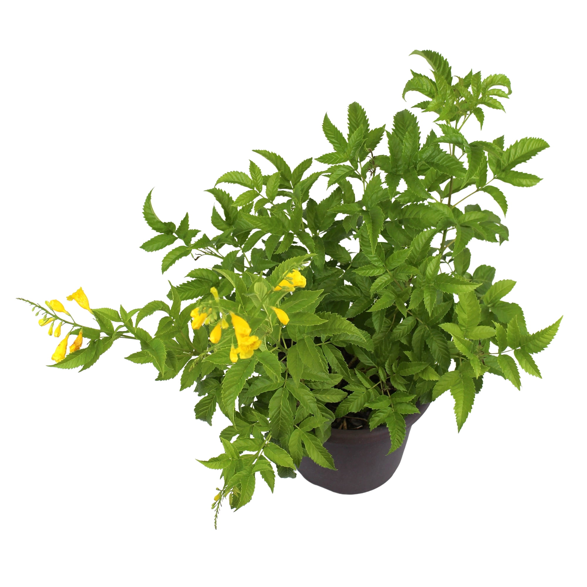 "Island Blooms Tecoma Stans Gold Star Esperanza, 26"" - 30"" Tall
