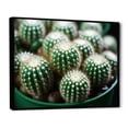thumbnail image 2 of Designart "Jewels of the Desert Green Beige Cactus Mammillaria I" Floral Floater Framed Canvas Print, 2 of 7