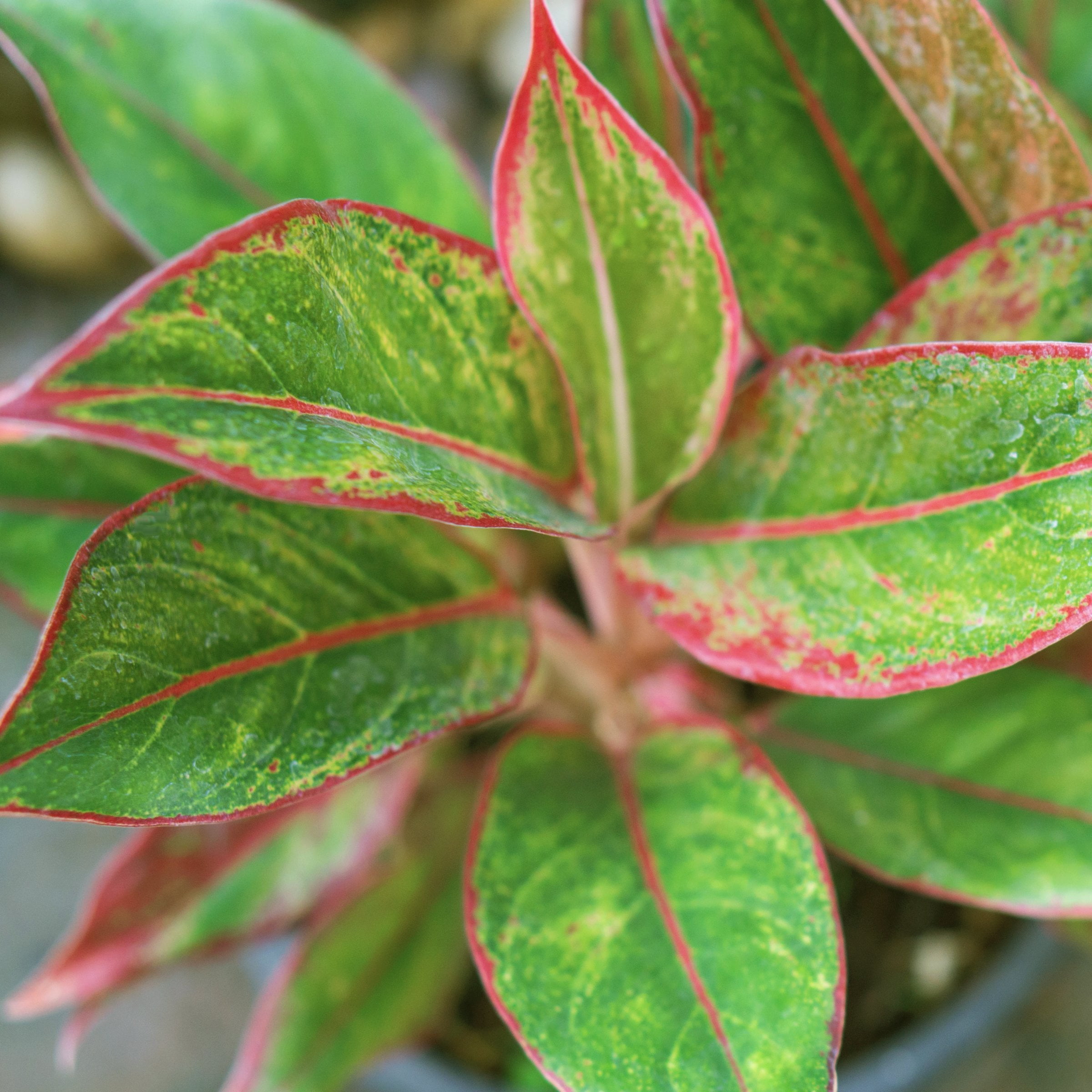 6 in. Aglaonema Aurora Siam Red Plant in Grower Container