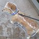 thumbnail image 1 of Chubasquero impermeable para perros con cubierta Chubasquero transparente Suministros para mascotas, rojo, talla S, 1 of 2