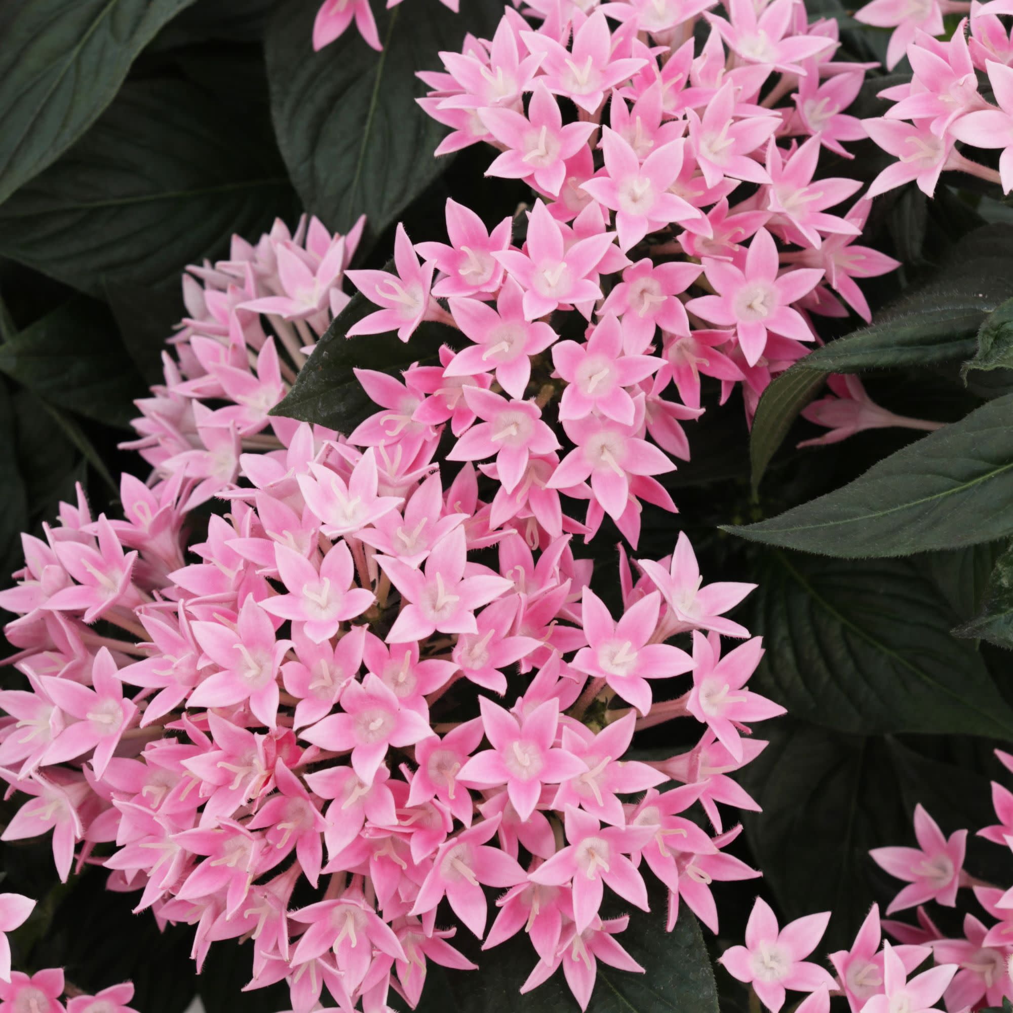 Proven Winners 4" Sunstar Pink Egyptian Star Flower Live Plant in 4.25" Pot (4 Count)