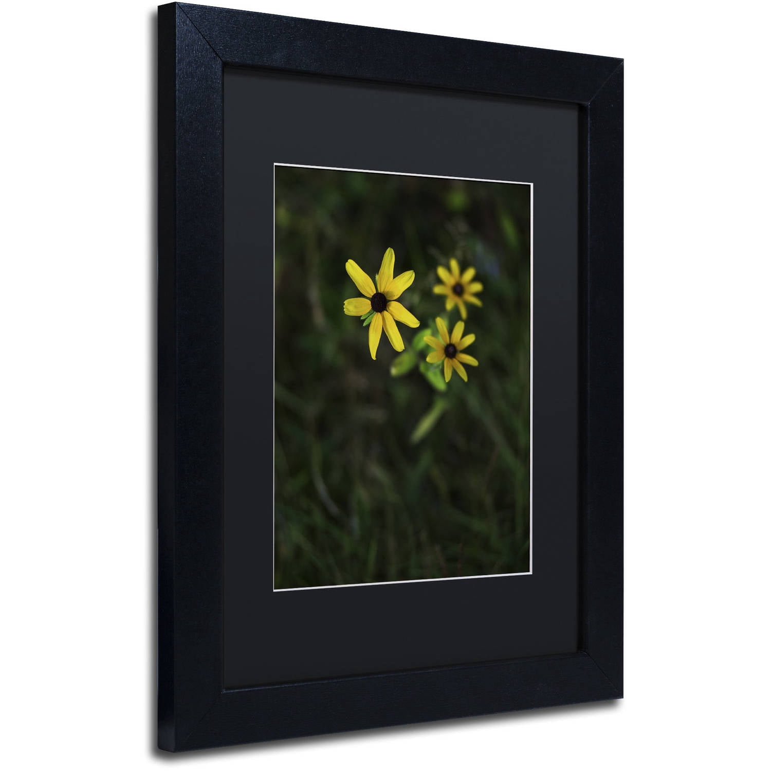 Trademark Fine Art "Brown-Eyed Susan" Canvas Art by Kurt Shaffer, Black Matte, Black Frame