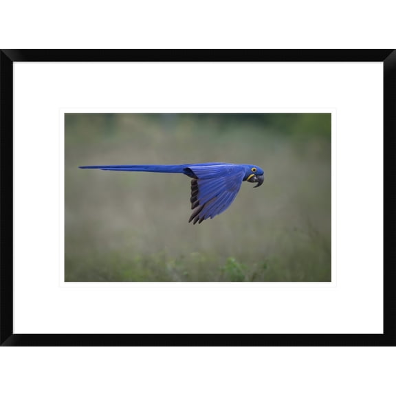 Global Gallery Greg Barsh 'Suspended' Framed Wall Art