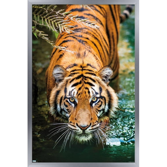 Tiger - Water Wall Poster, 22.375" x 34", Framed