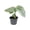 2 Plants, variant on Silver Amydrium - Live Starter Plants - Amydrium Medium - Beautiful Bold Textured Climbing Houseplant