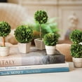 thumbnail image 2 of Boxwood Mini Topiaries In Pots, Set Of 5, 2 of 2