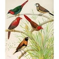 thumbnail image 2 of W. A . Blakston 20x24 Black Ornate Framed Double Matted Museum Art Print Titled: Parrot Finch, Bicheno's Finch, Australian Crimson Finch, Chestnut Breasted Finch (1878), 2 of 5