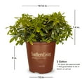 thumbnail image 3 of Southern Living Mojo Pittosporum Live Shrub in 1.5-Gallon Grower Pot, 3 of 9