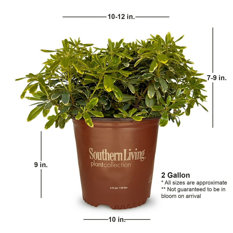 Southern Living Mojo Pittosporum Live Shrub in 1.5-Gallon Grower Pot -  Walmart.com