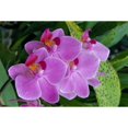 thumbnail image 2 of Bunch Of Lavender Colored Orchids On Plant  Outdoors Poster Print, 2 of 2