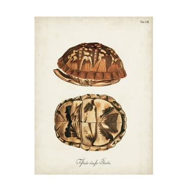 Unknown 'Antique Turtles & Shells III' Canvas Art