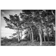 thumbnail image 2 of Bibikow, Walter 32x23 White Modern Wood Framed Museum Art Print Titled - Sweden-Bohuslan-Salto Island-coastal trees, 2 of 4