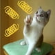 thumbnail image 5 of Juguete de resorte para gatos, resorte en espiral de plástico, regalo novedoso para mascotas, 12 Uds., 5 of 5