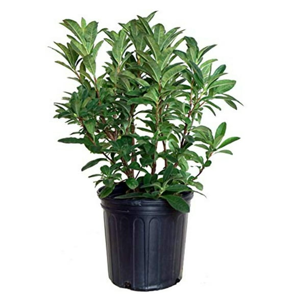 Mandarin Lights Azalea