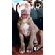 thumbnail image 3 of Collar Para Perro Cadena Cubana Dorada Todas Las Tallas, 3 of 7