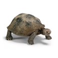 thumbnail image 1 of GIANT TORTOISE, 1 of 1