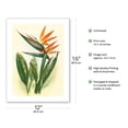 thumbnail image 2 of Hawaiian Bird of Paradise - Vintage Hawaiian Airbrush Art by Ted Mundorff c.1940s - Bamboo Fine Art 290gsm Paper (Unframed) 12x16in, 2 of 4