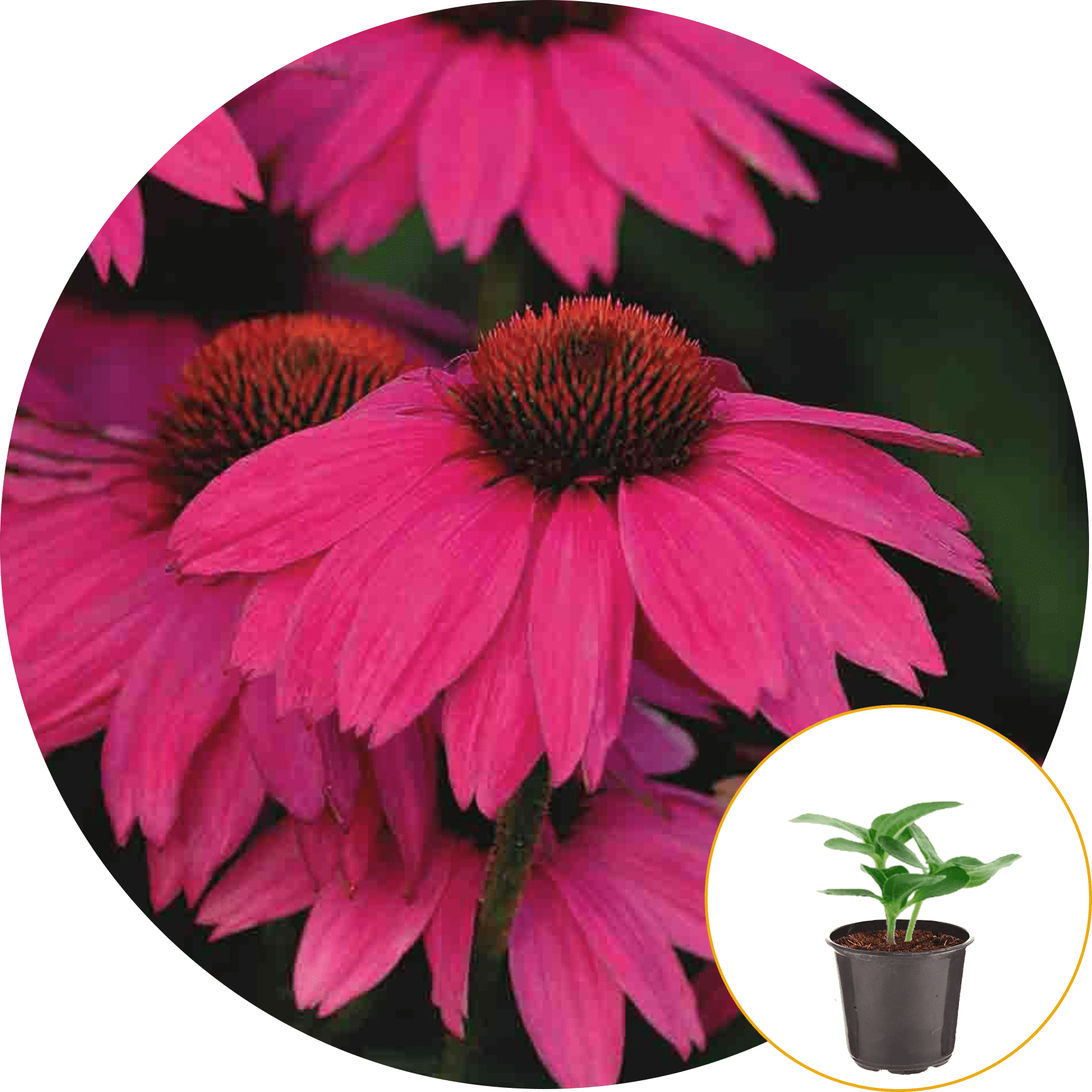 Ferry-Morse Plantlings Echinacea Purple Coneflower Powwow Wild Berry Live Plants 4in. Pot, 2 Pack