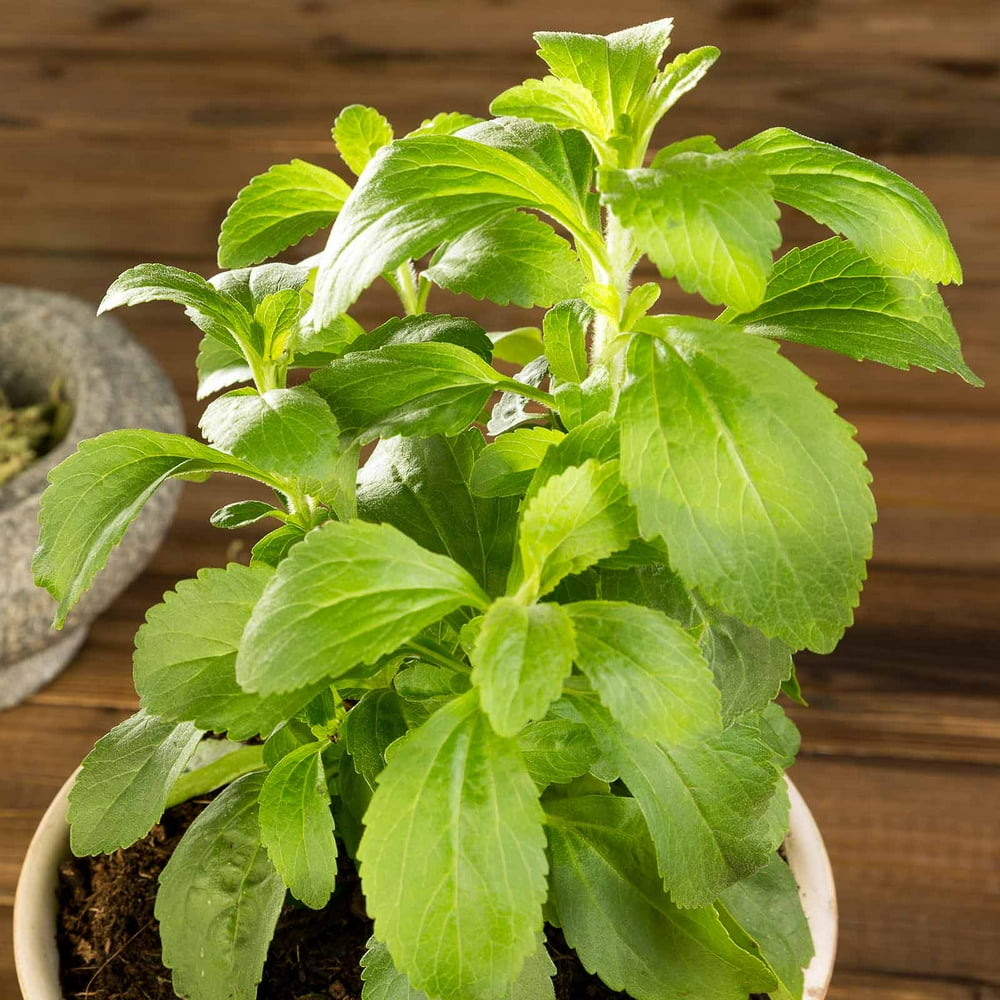 Stevia Sweet Herb Plant Seeds 100 Seeds NonGMO, Heirloom Herbal