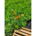 thumbnail image 2 of Butterfly Milkweed, 2 of 5