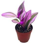 BubbleBlooms Pink Tradescantia Nanouk, Rare Variegated Wandering Jew Mini Pixie Plant- 2 Inch