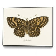 Giant Art Canvas  40x30 Antique Butterfly II Framed in Multi-Color
