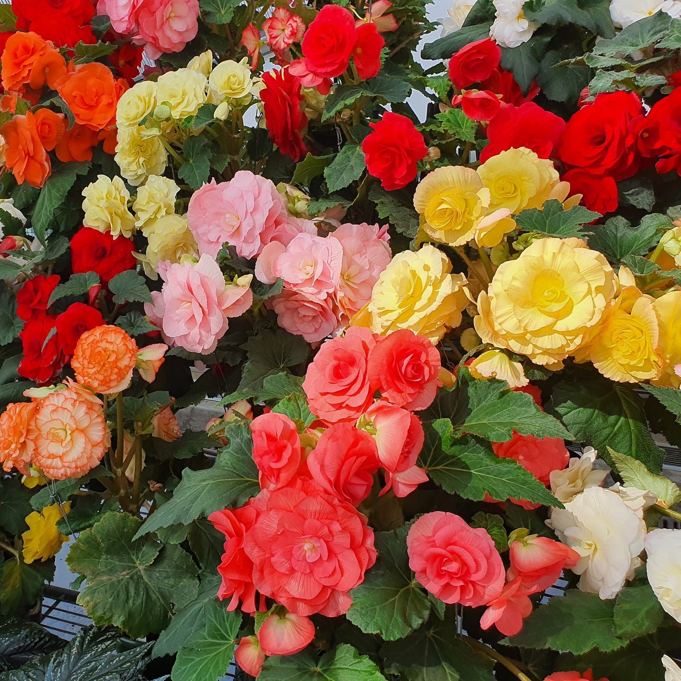 Superba Pretty Begonia Mix Flowering Bulb for Spectacular Blooms...Check Store 