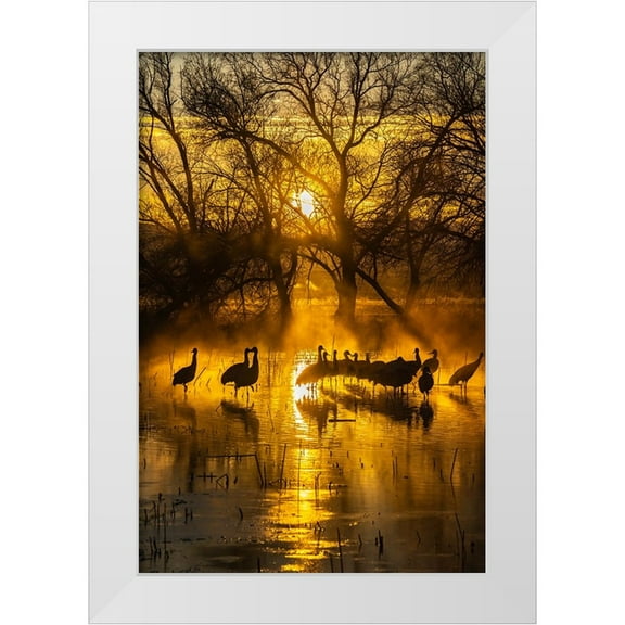 Jaynes Gallery 11x14 White Modern Wood Framed Museum Art Print Titled - USA-New Mexico-Bernardo Wildlife Management Area-Sandhill cranes in water on foggy sunrise