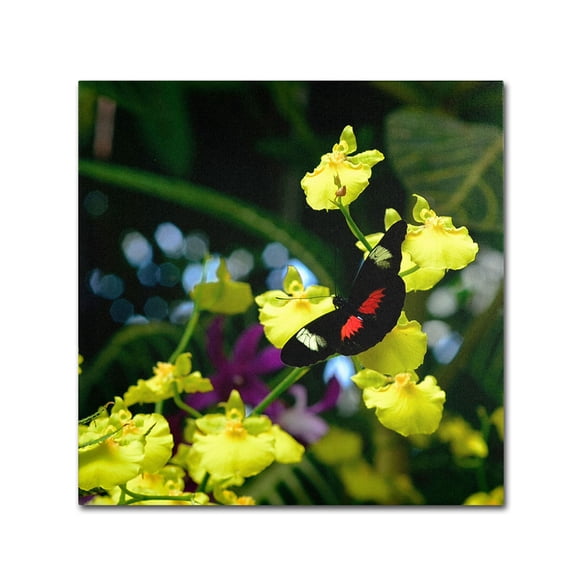 Trademark Fine Art "Doris Longwing Butterfly on Orchid" Canvas Art by Kurt Shaffer