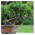 Dwarf Barbados Cherry Tree 1218 Inch Tall, in 6 Inch Pot, Acerola