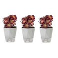 thumbnail image 1 of Macetas sin riego Macetas autoabsorbentes Macetas suculentas de orquídeas de balcón de plástico, 1 of 13