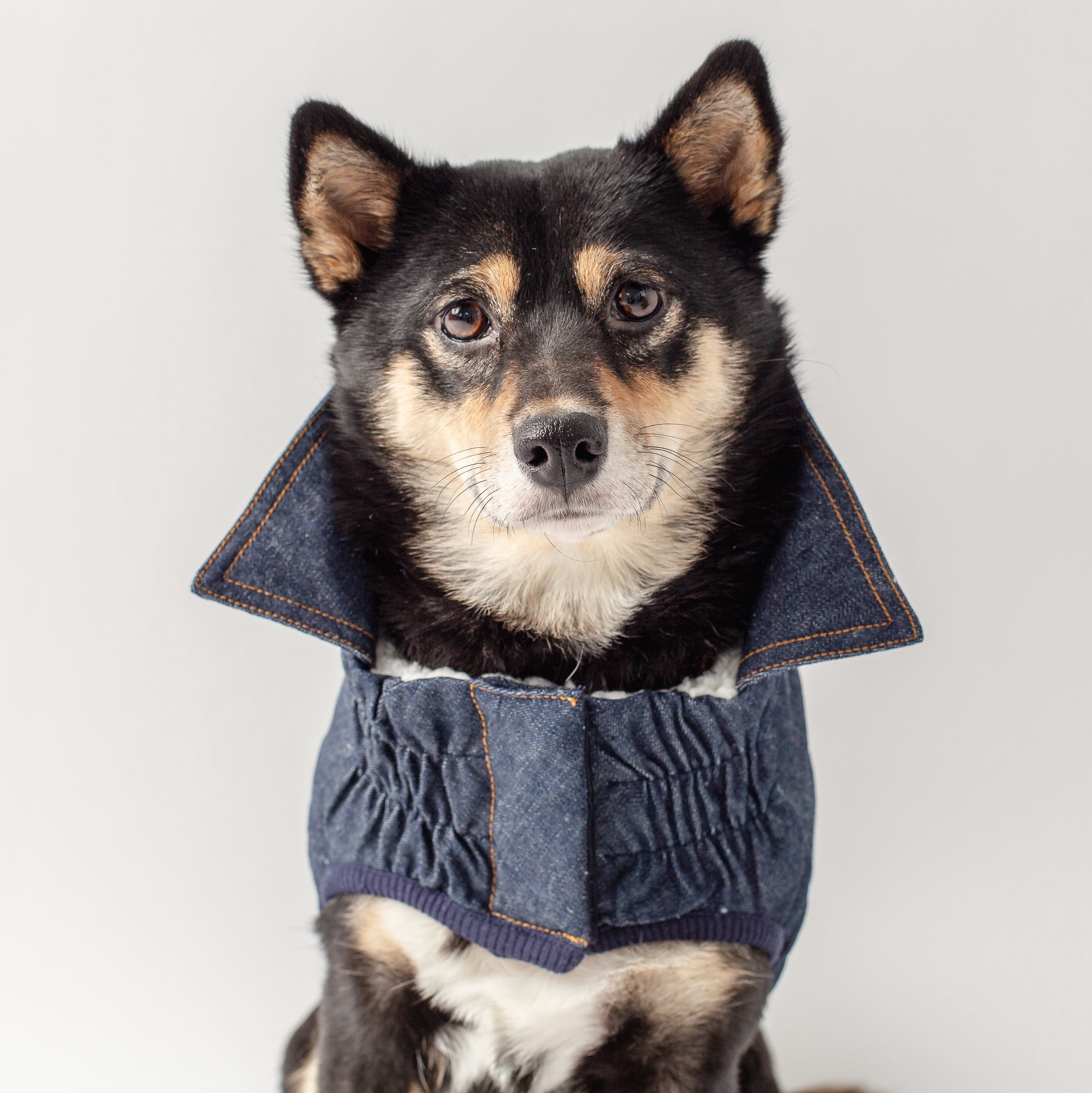 GF PET Denim Dog Jacket Elastofit Apparel for Small Medium Large Dogs Pets, XL