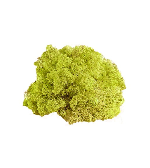 Preserved Reindeer Moss (Chartreuse/Small)