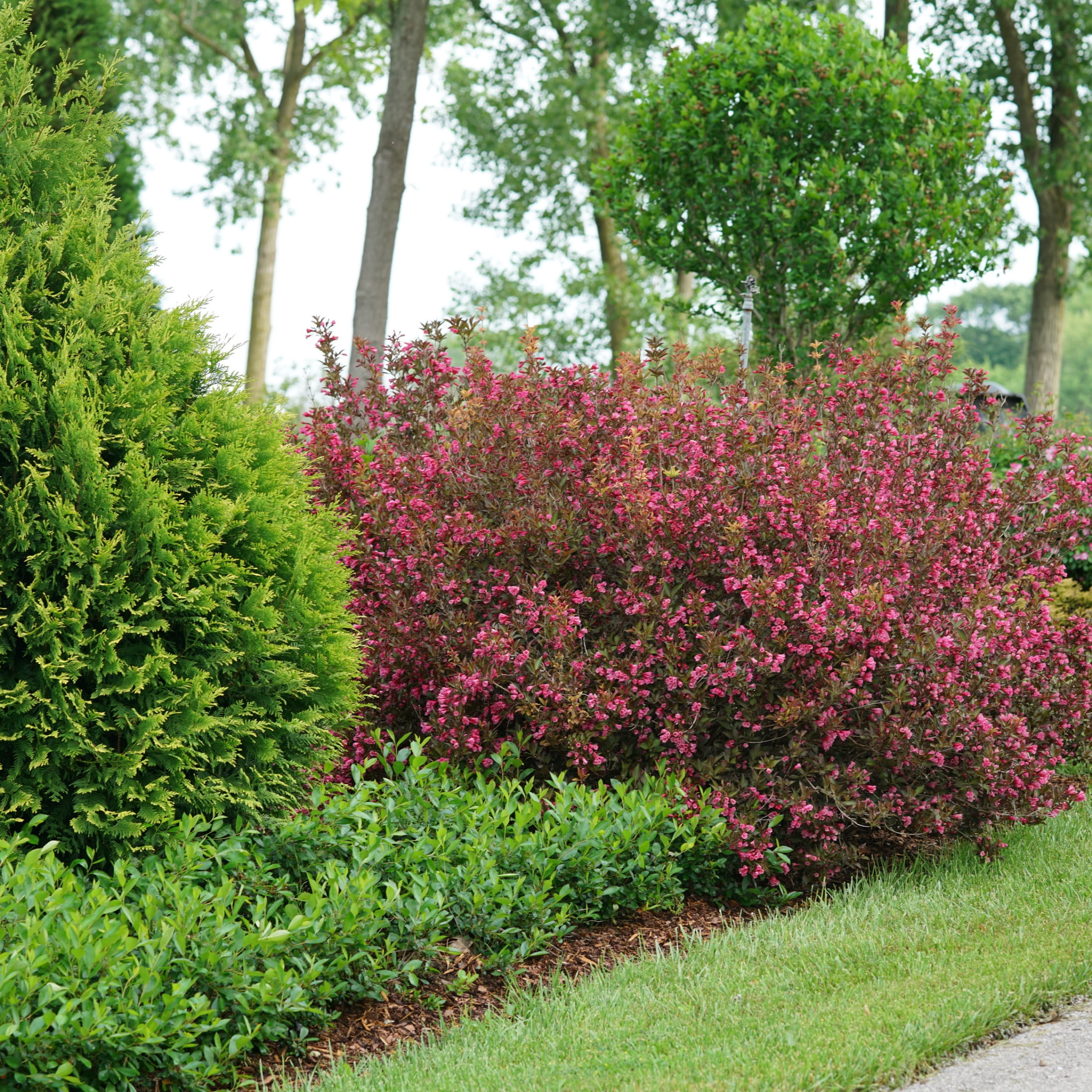 Proven Winners ColorChoice 5" Pink Wine & Roses Weigela Live Plant in 4.5" Pot (4 Count)