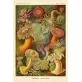 thumbnail image 2 of Haeckel, Ernst 23x32 White Modern Wood Framed Museum Art Print Titled - Haeckel Nature Illustrations: Actiniae, 2 of 4
