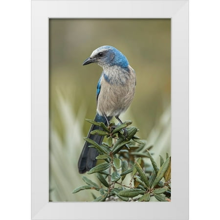 Jones, Adam 11x14 White Modern Wood Framed Museum Art Print Titled - Florida scrub jay-Merritt Island National Wildlife Refuge-Florida