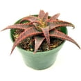 thumbnail image 2 of Ragnaroc 12" Red Aloe Christmas Carol in 4” Grower Pot, 2 of 4