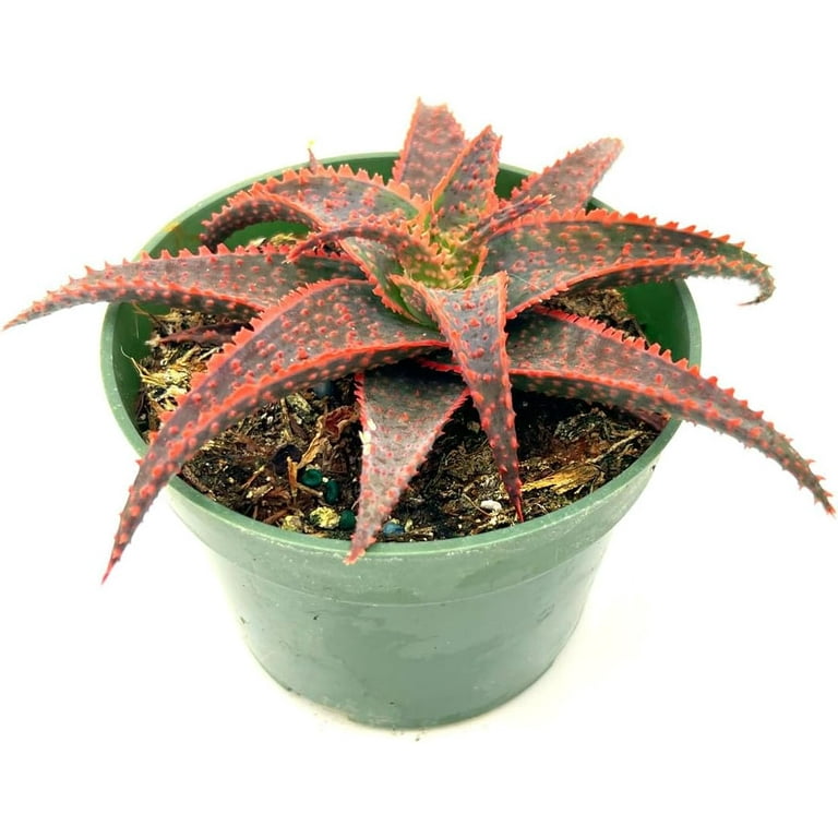 Ragnaroc 12" Red Aloe Christmas Carol in 4 Grower Pot